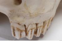 animal skull teeth 0005
